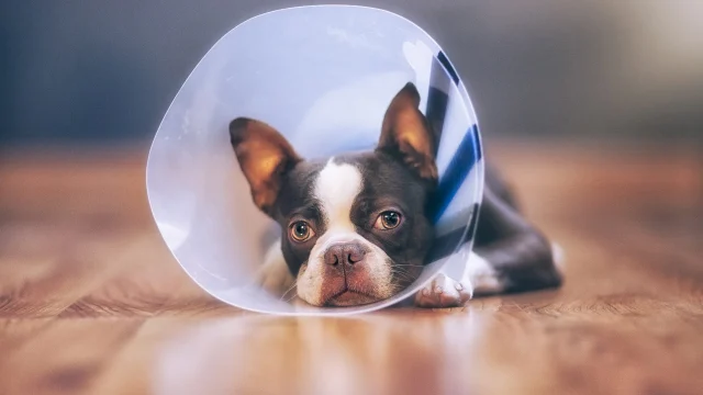 img-entrada_alerta-cirugia-03