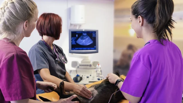 img-entrada_ecografia-veterinaria-02